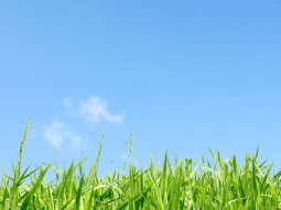 RYE & RHODES GRASS – POWERFUL COMBINATION OF YEARLY FODDER AVAILABILITY