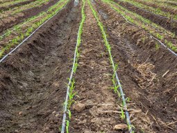 6 Qualities To Look Into A Drip Irrigation System Supplier