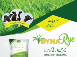 10+ Reasons To Use Rhodes & Ryegrass To Feed Your Cattle