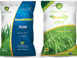 All You Need to Know About Rhodes Grass