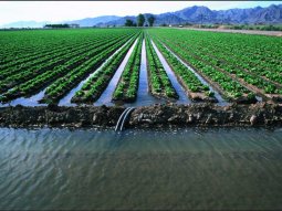 Why Flood Irrigation Is Waste Of Resources?