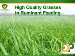 Rhodes Grass Cultivation In Pakistan: Requirements And Procedure