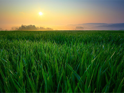 Comparison Between Berseem Seed Vs. Emmerson Seeds | FDP Pakistan