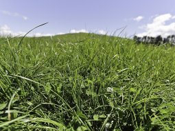 Don’t Compromise On Rye Grass For Winter Fodder
