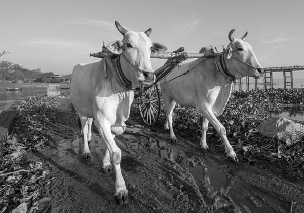 First generation farming